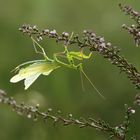 Männliche Gottesanbeterin