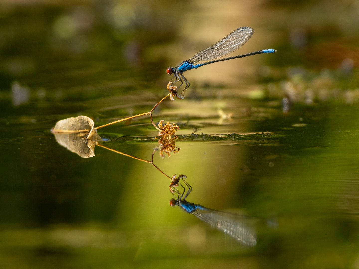 Männliche Granataugen Libelle 