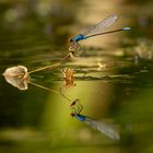 Männliche Granataugen Libelle 