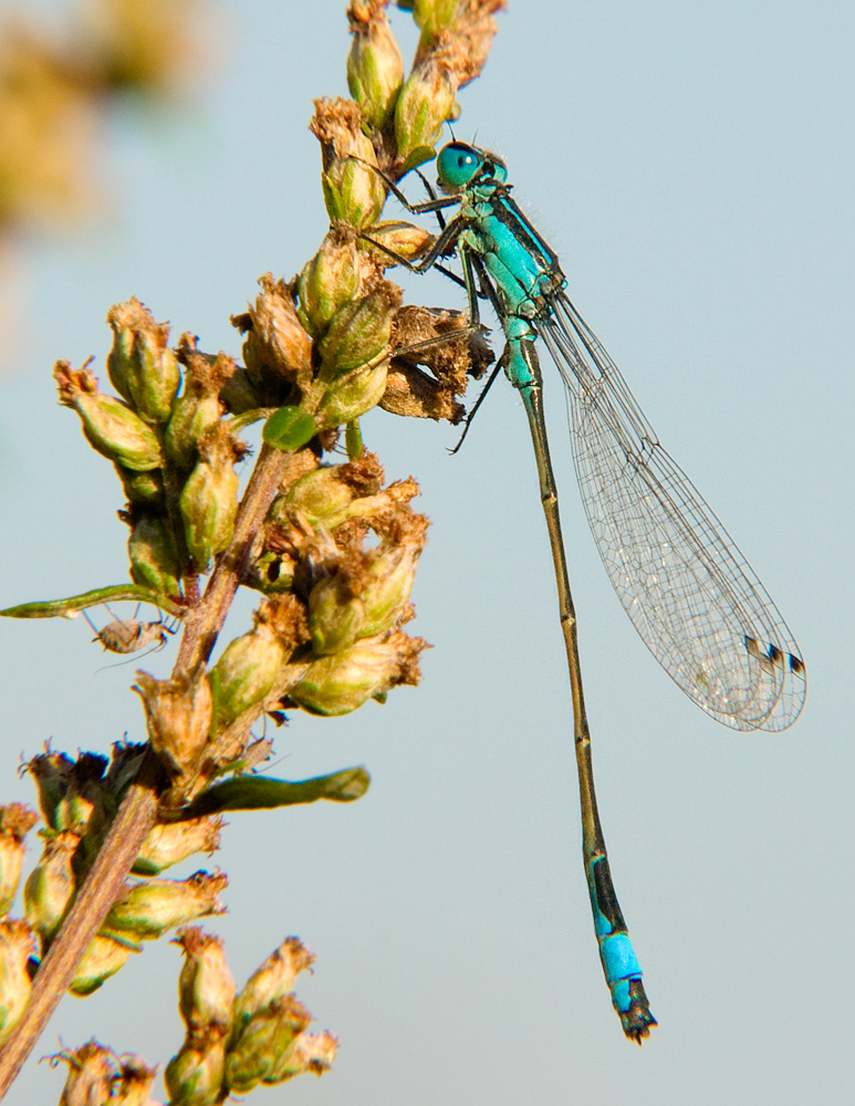 Männliche Große Pechlibelle (Ischnura elegans)