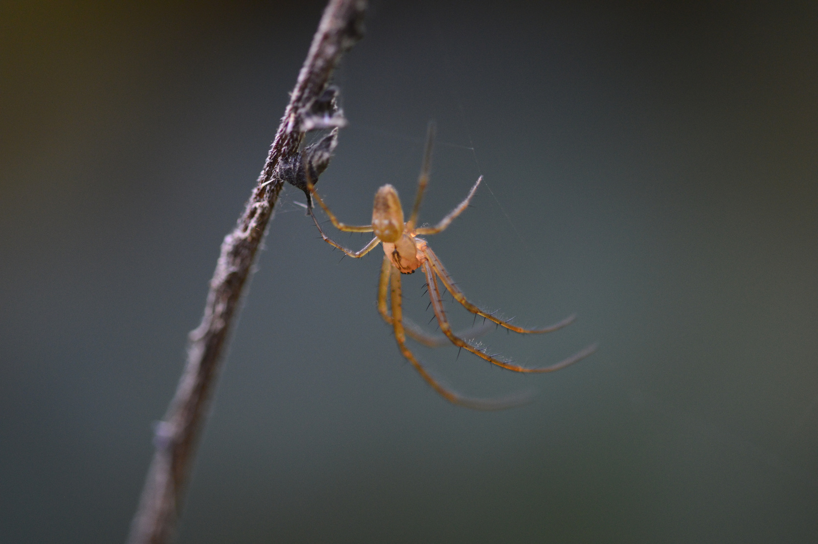 männliche Herbstspinne