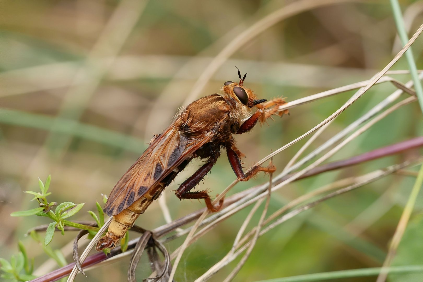 männliche Hornissen - Raubfliege