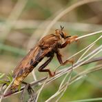 männliche Hornissen - Raubfliege