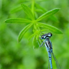 Männliche Hufeisen-Azurjungfer (Coenagrion puella) . . .