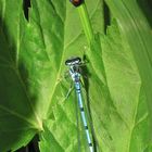 Männliche Hufeisen-Azurjungfer (Coenagrion puella) mit Zikade