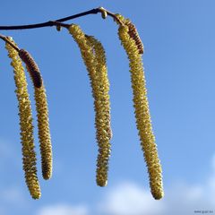 Männliche Kätzchen von Corylus colurna