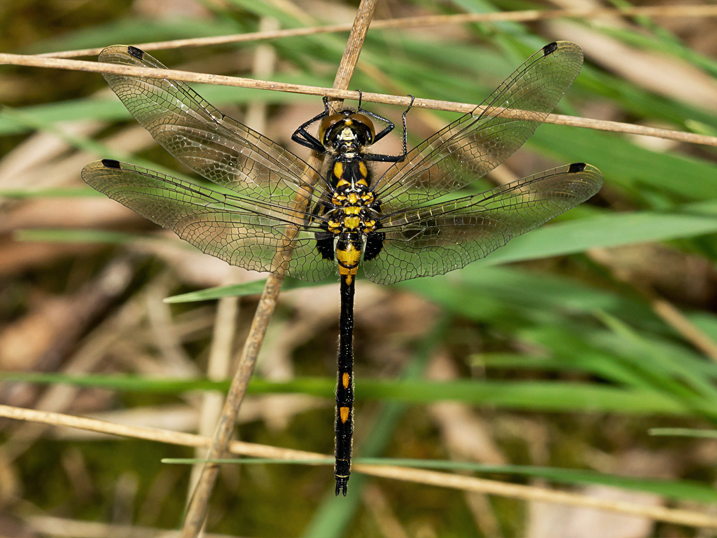 männliche Kleine Moosjungfer - Leucorrhinia dubia