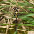 männliche Kleine Moosjungfer - Leucorrhinia dubia