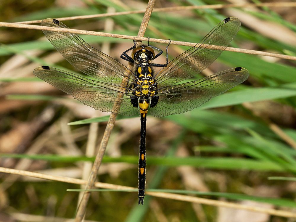 männliche Kleine Moosjungfer - Leucorrhinia dubia