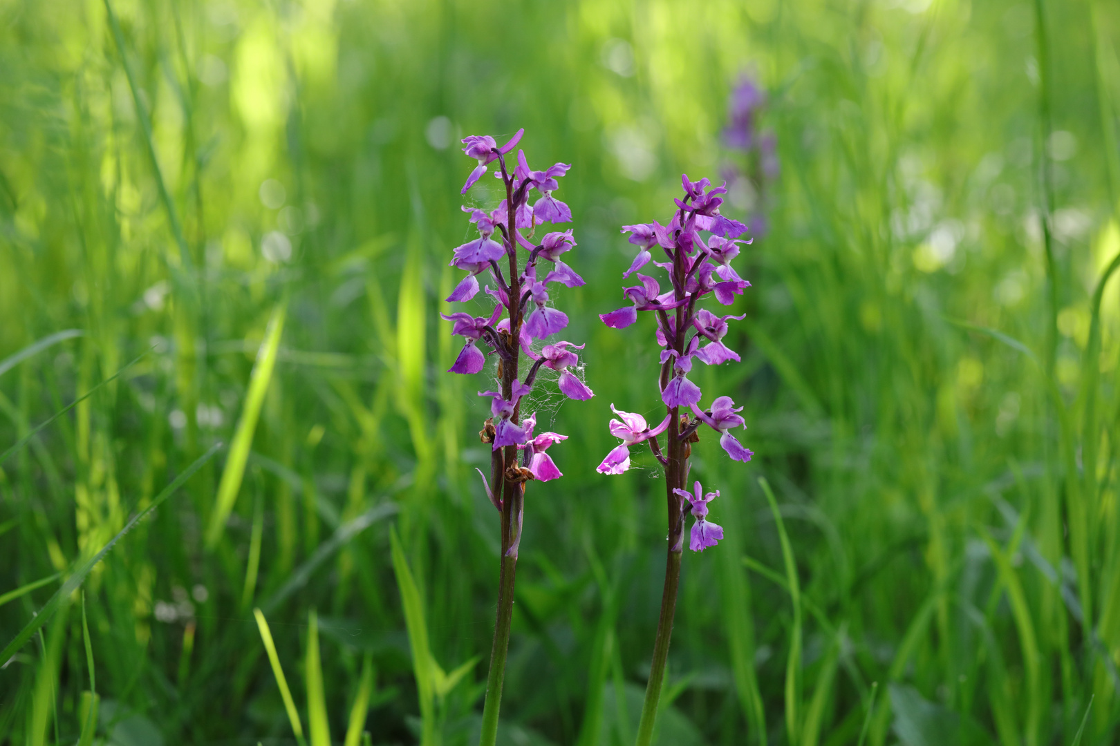 Männliche Knabenkraut (Orchis mascula)