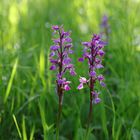 Männliche Knabenkraut (Orchis mascula)