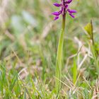 Männliche Knabenkraut (Orchis mascula)...