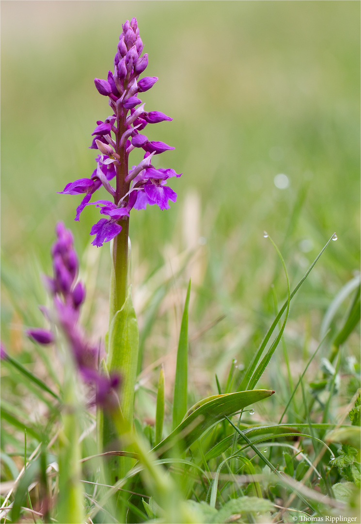 Männliche Knabenkraut (Orchis mascula).....