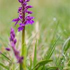 Männliche Knabenkraut (Orchis mascula).....