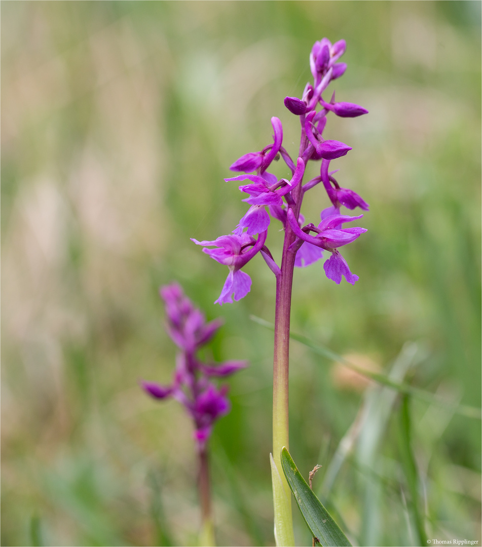 Männliche Knabenkraut (Orchis mascula)..