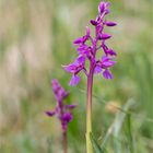 Männliche Knabenkraut (Orchis mascula)..