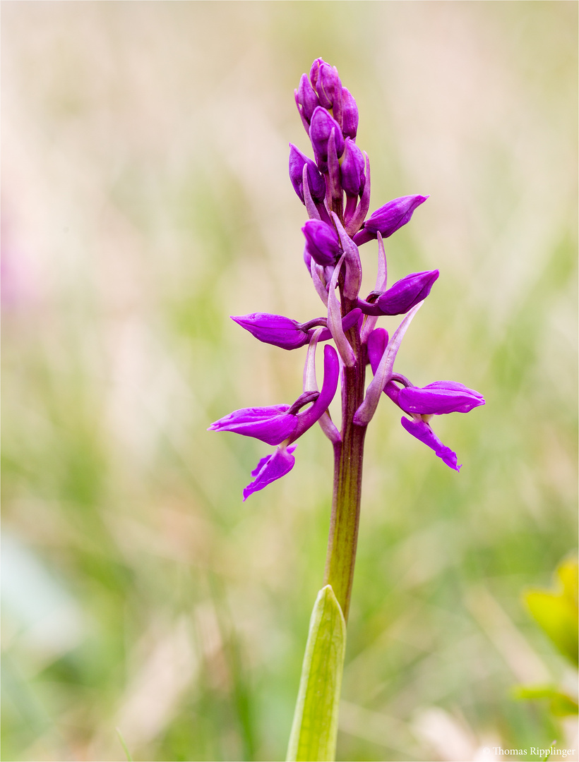 Männliche Knabenkraut (Orchis mascula)....