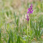 Männliche Knabenkraut (Orchis mascula).