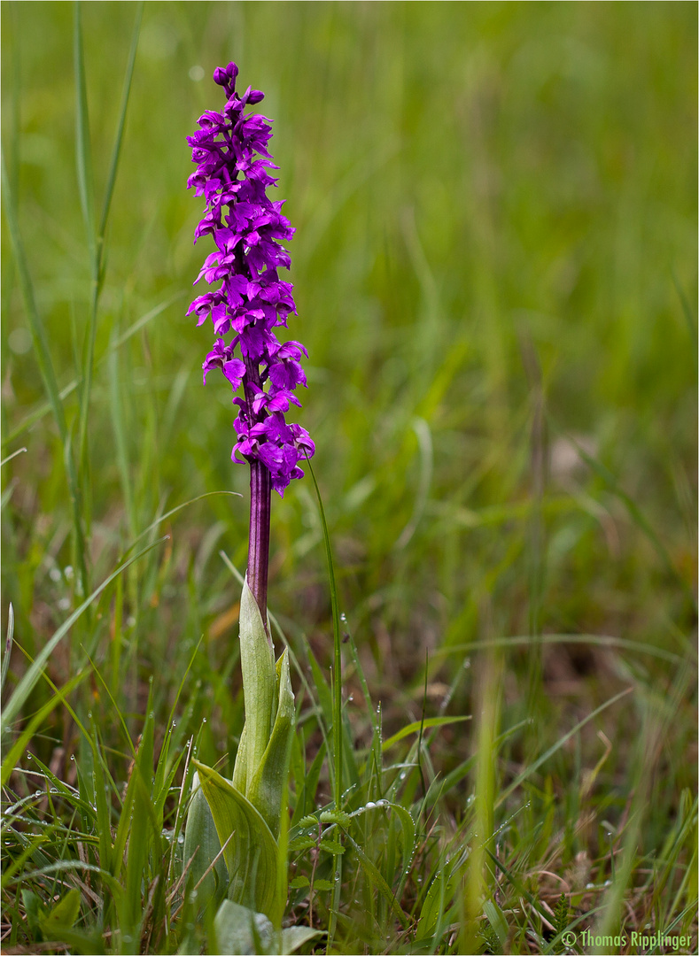 Männliche Knabenkraut (Orchis mascula)