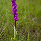 Männliche Knabenkraut (Orchis mascula)