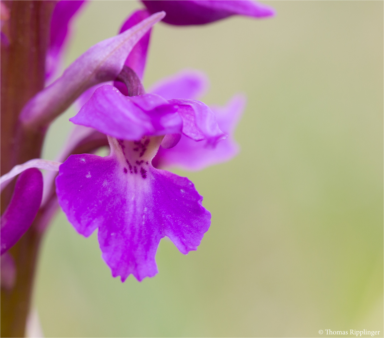 Männliche Knabenkraut (Orchis mascula).......