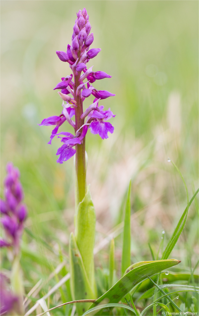 Männliche Knabenkraut (Orchis mascula)......