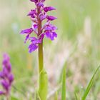 Männliche Knabenkraut (Orchis mascula)......