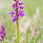 Männliche Knabenkraut (Orchis mascula)......