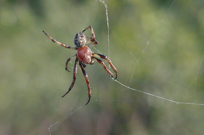 Männliche Kreuzspinne