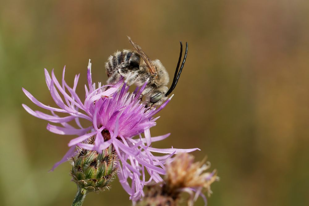 Männliche Langhornbiene auf einer Wiesenflockenblume