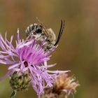 Männliche Langhornbiene auf einer Wiesenflockenblume