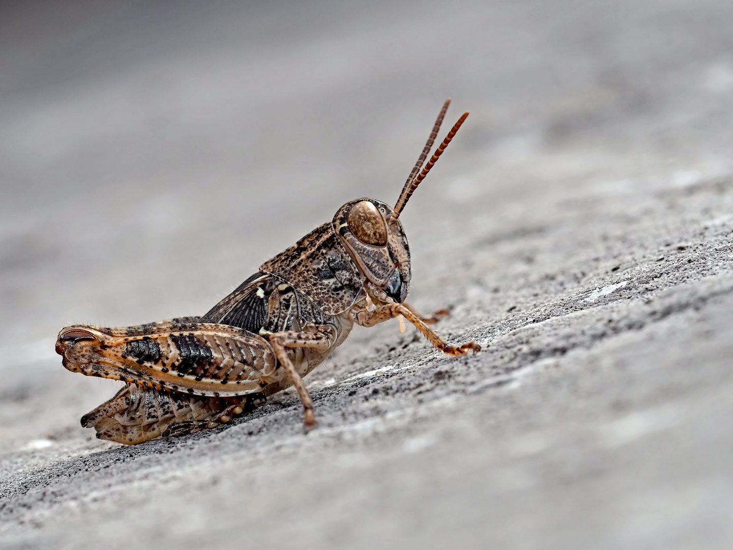 Männliche Larve der Italienischen Schönschrecke (Calliptamus italicus) - Caloptène italien.