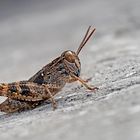 Männliche Larve der Italienischen Schönschrecke (Calliptamus italicus) - Caloptène italien.