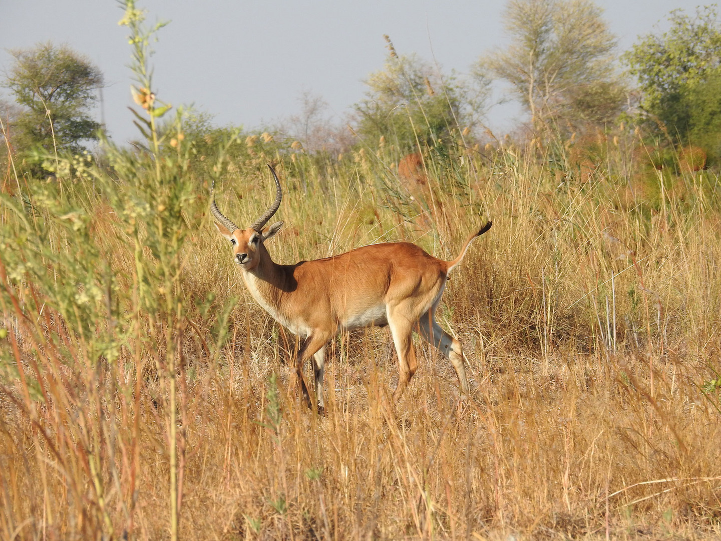 Männliche  Lechwe Morantilope am Kubango