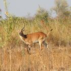 Männliche  Lechwe Morantilope am Kubango