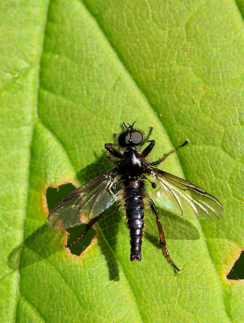 Männliche Märzfliege