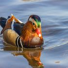 Männliche Mandarinente  ( Aix galericulata )