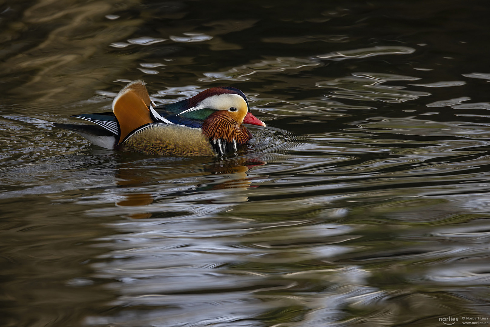 Männliche Mandarinente auf dem Wasser