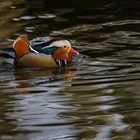 Männliche Mandarinente auf dem Wasser