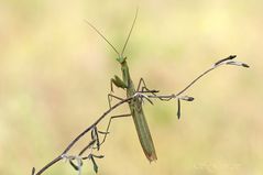 Männliche Mantis