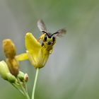 Männliche Maskenbiene auf wilder Rauke 