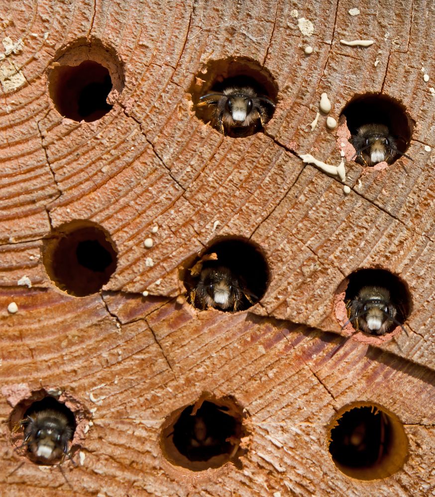 männliche Mauerbienen 