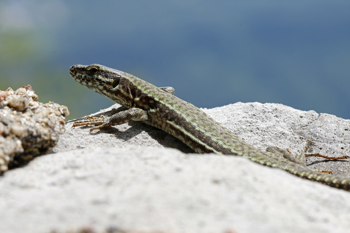  männliche Mauereidechse (Podarcis muralis maculiventris).