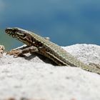  männliche Mauereidechse (Podarcis muralis maculiventris).