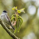 "Männliche Mönchsgrasmücke bei Nieselregen 2024"