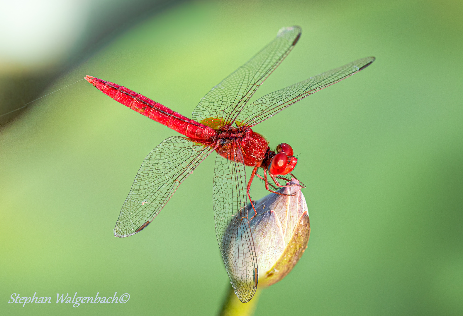 Männliche Orientalische Feuerlibelle (Crocothemis Servilia)auf einer Lotusknospe