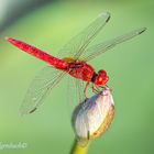 Männliche Orientalische Feuerlibelle (Crocothemis Servilia)auf einer Lotusknospe