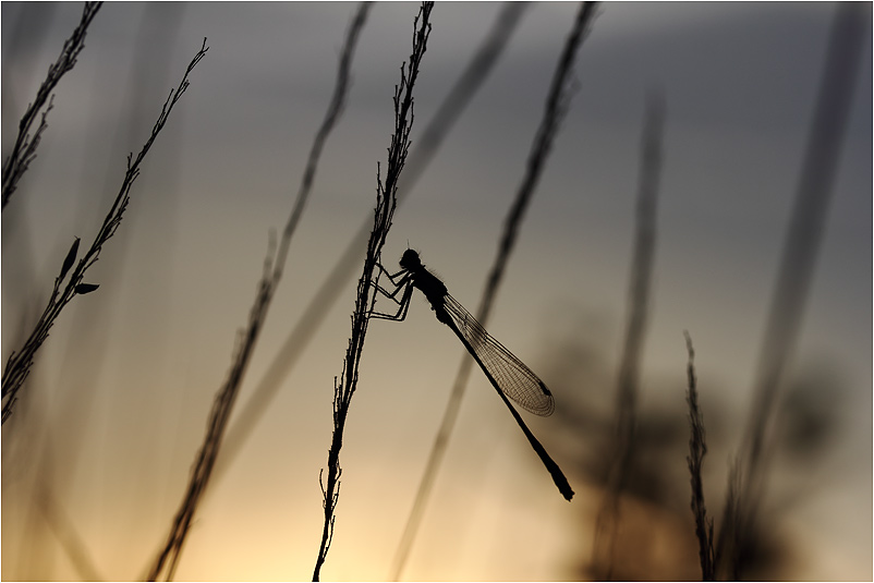 männliche Pechlibelle im abendlichen Gegenlicht