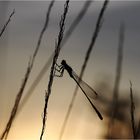 männliche Pechlibelle im abendlichen Gegenlicht