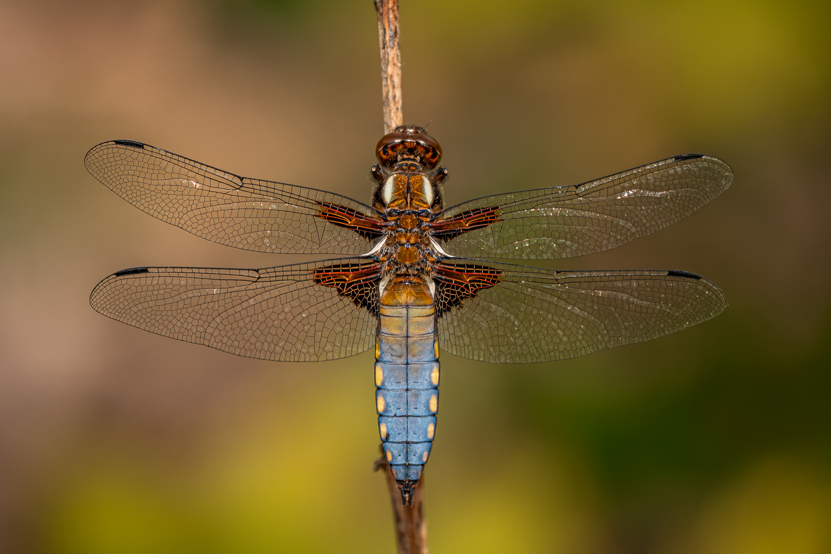 Männliche Plattbauch-Libelle